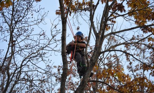 Crusader Tree Service, LLC