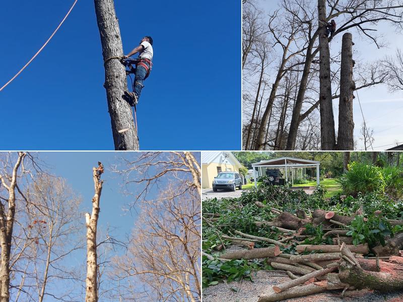 Claudio tree service