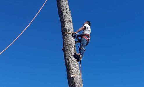 Claudio tree service