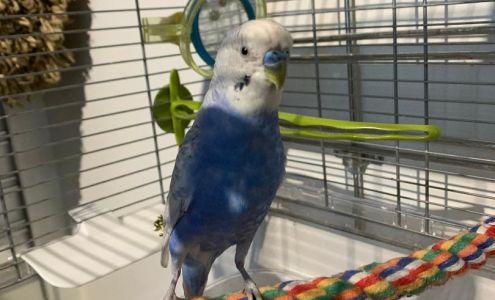 Pattes & Griffes Bedford Bedford