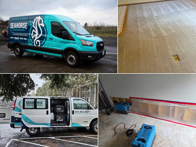 Seahorse Carpet Cleaning