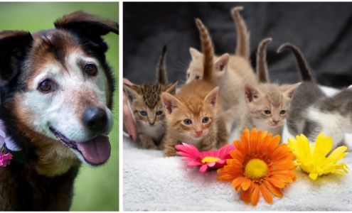 Newnan-Coweta Humane Society