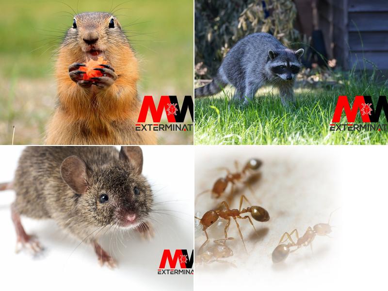 MW Extermination Cowansville