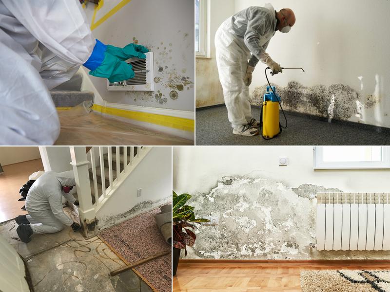 Mold Remediation Pros