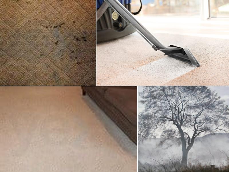 Almond's Steam Cleaning SVC LLC