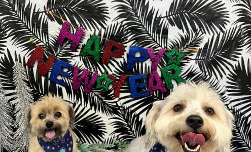 Pampered Paws Tifton