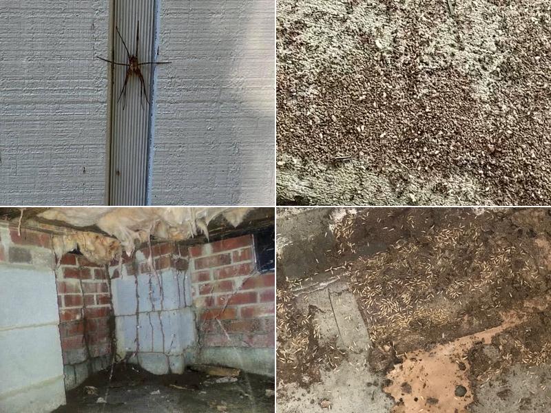 Pest-A-Rest Exterminating