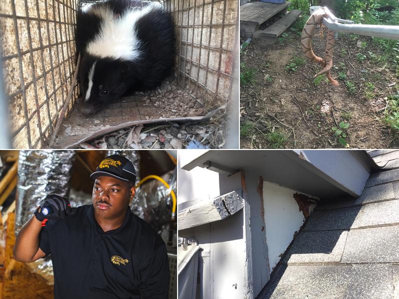 Critter Control of Central Missouri