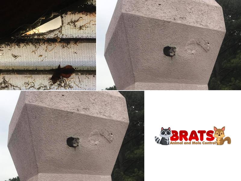 Brats Animal & Mole Control
