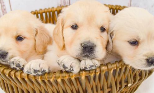 Creekside Puppy Adoptions 4830 1600N, Humboldt Illinois 61931