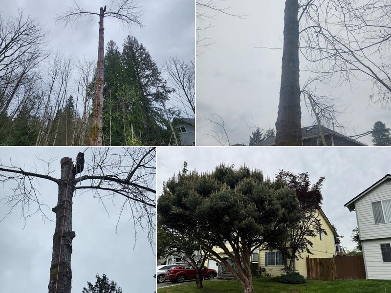 Crazyviking Tree Service, LLC