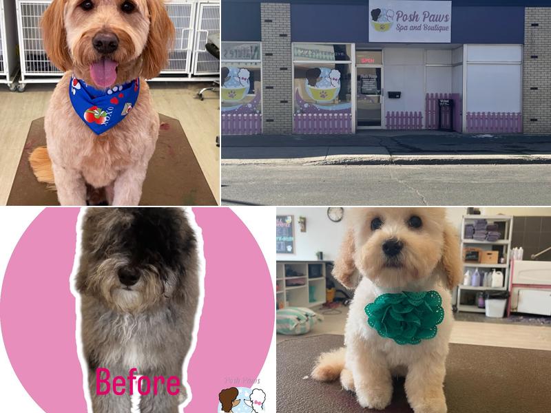 Posh Paws Spa & Boutique