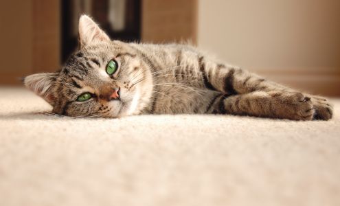 Get Fresh Carpet Cleaning