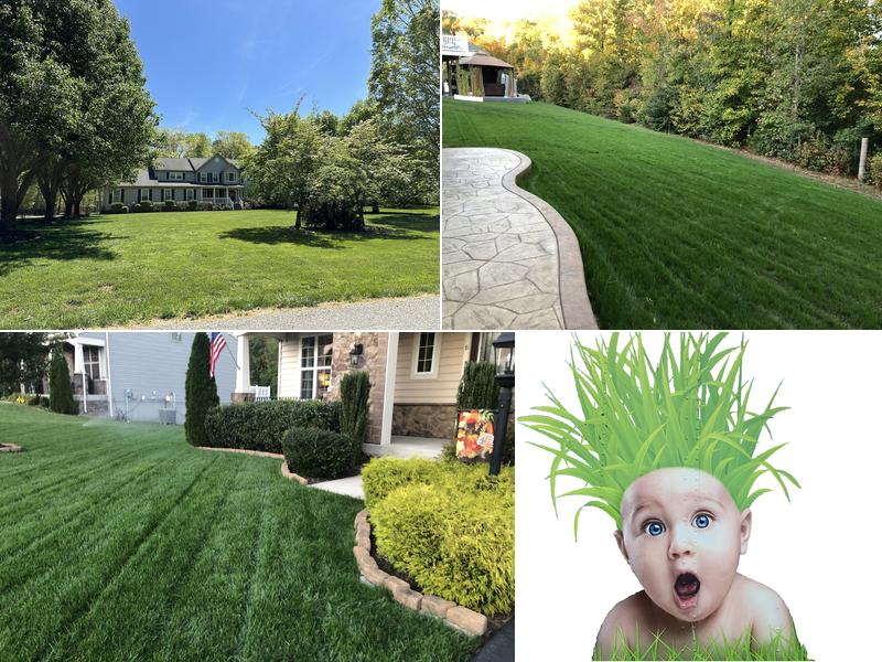 Showcase Lawns by Firefly