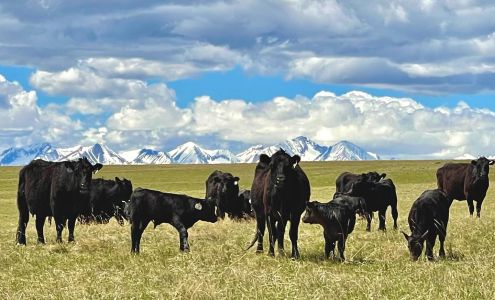 ConneXion Livestock Park City