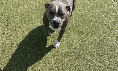 Barkley Suites Pet Hotel/Daycare