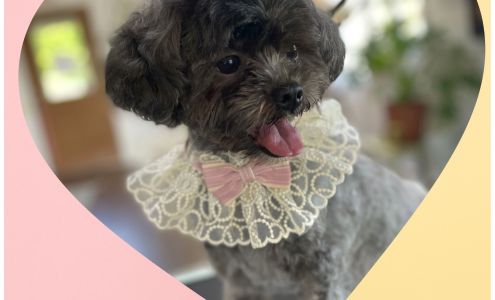 K-Pup Dog Grooming - Salon and Spa and Make-over