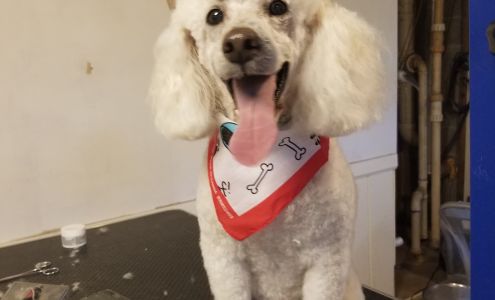 Baby Bears Grooming 2630 N Friendship Rd, Paducah Kentucky 42001