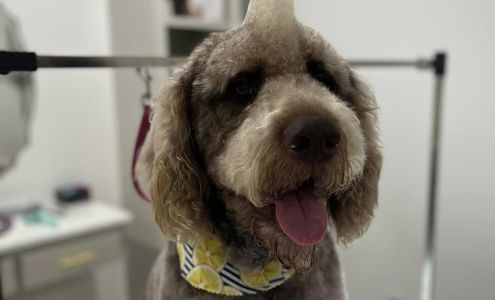 The Groom Room Pet Spa & Resort