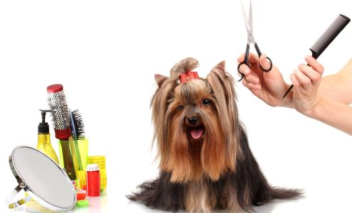 Cutie Patootie Grooming Salon