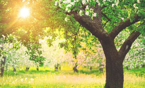 Alvarado Tree Services