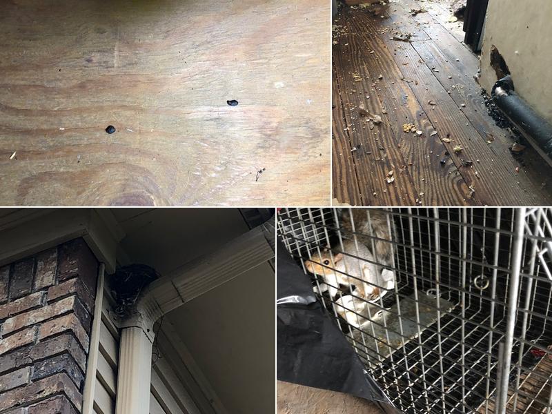 All Natural Pest Control Solutions