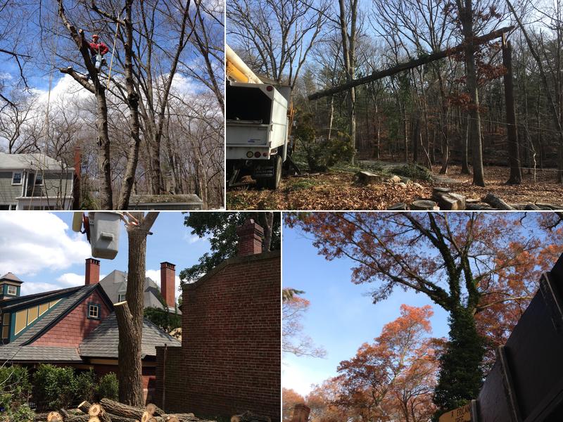 American Tree Experts Company