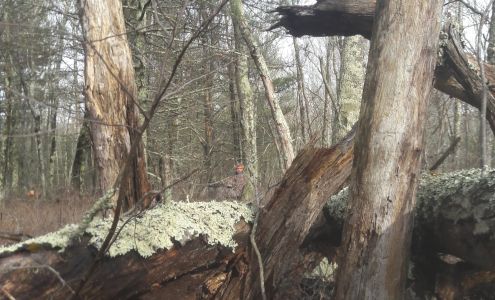 New England Wood Floors Inc