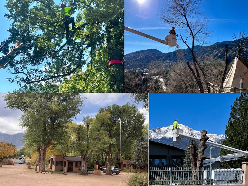 Tall Timbers Tree & Shrub Service