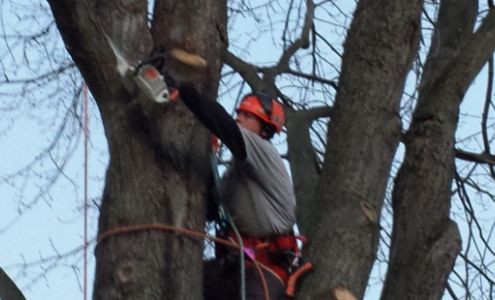 GSF Tree Specialist and Property Management