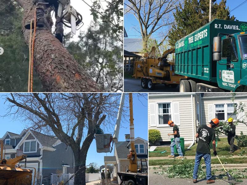 R.T. Davies Inc. Tree Experts