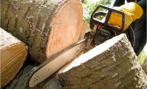 Randolph NJ Tree Service