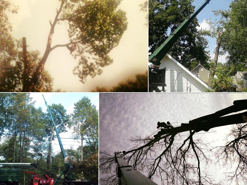 Sherwood Tree Services