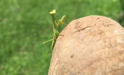 Major Details Cleaning Services