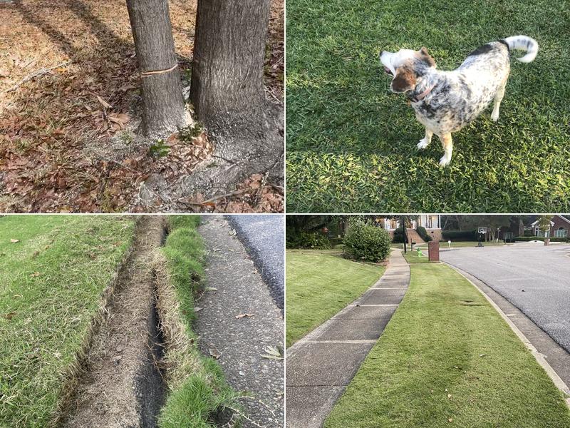 Haynes and Sons Lawn Care