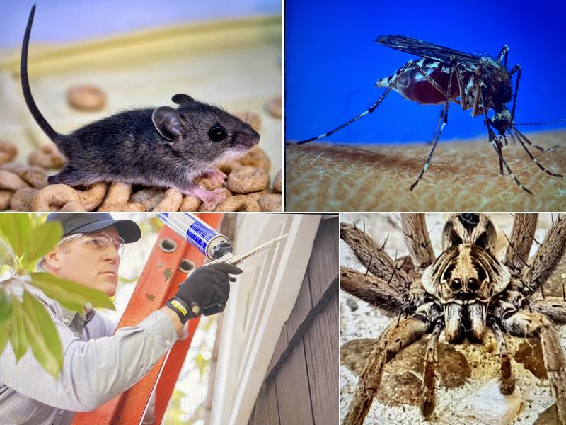 Eco Pros Pest Solutions