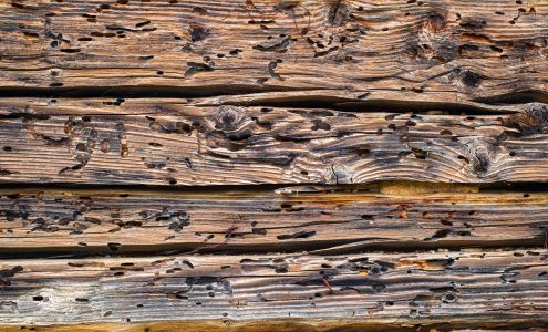 Total Termite & Pest Control 21 E 6th St, Tempe Arizona 85281