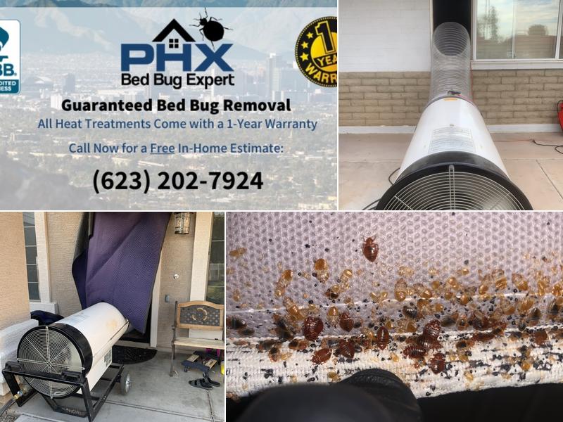 Phoenix Bed Bug Expert