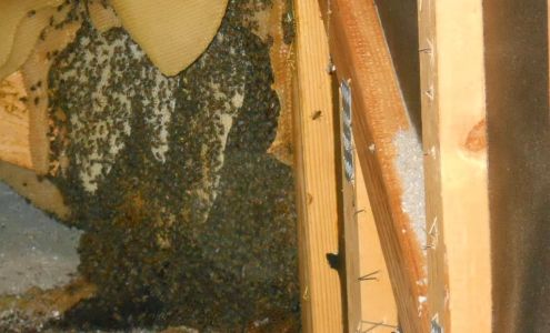 Arizona Bug Co 836 W Mingus Ave, Cottonwood Arizona 86326