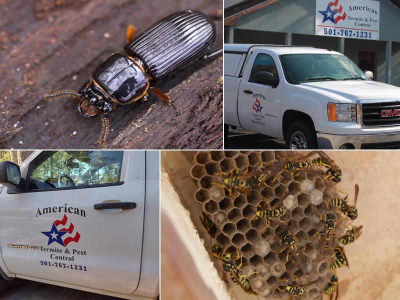 American Termite & Pest Control