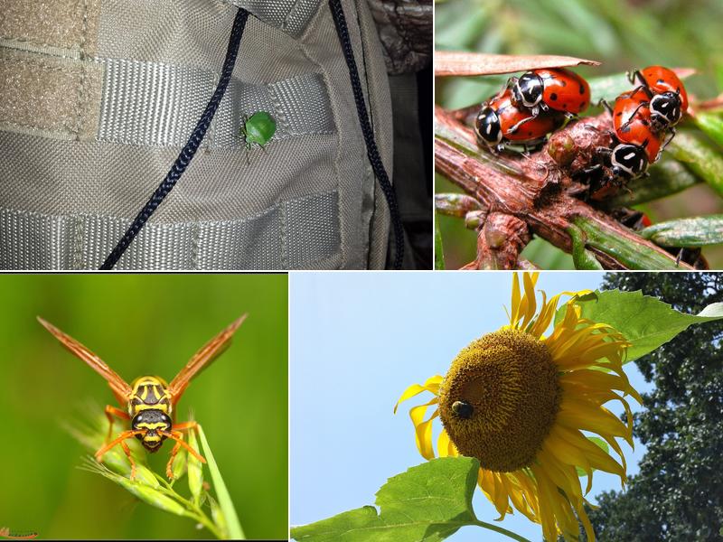 Central Termite and Pest Control