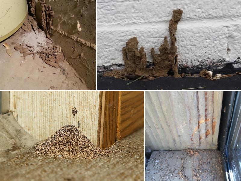 Hall Bros.Termite Control Inc.