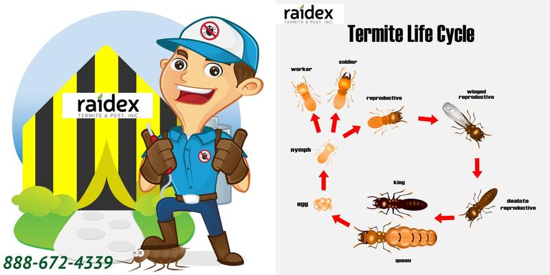 Raidex Termite & Pest, Inc.