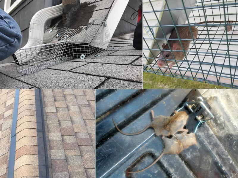 Rat Control of Los Angeles