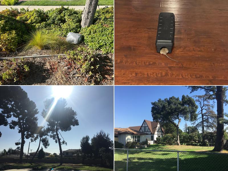 Santa Monica Pest Services Inc.