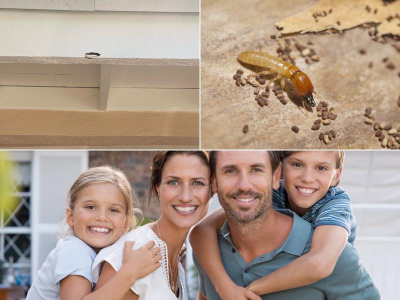 Affordable Termite Control In Huntington Beach