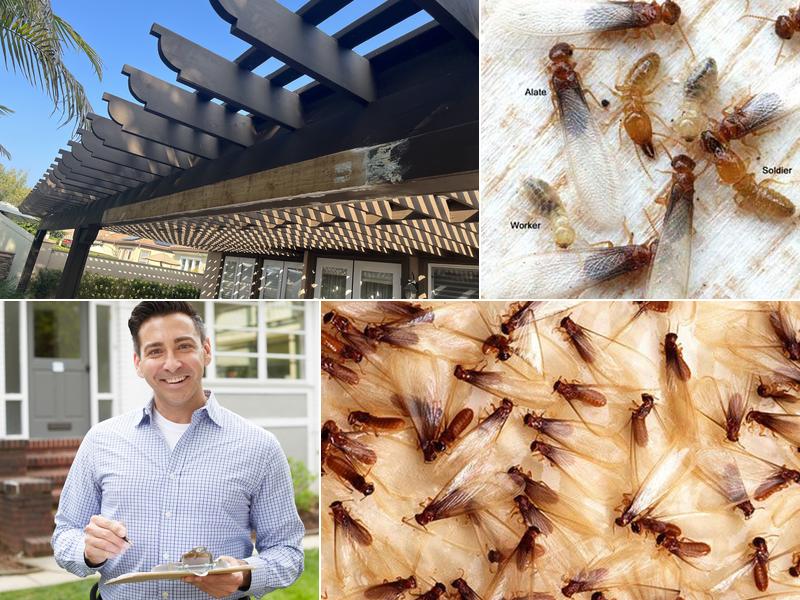 Ultimate Termite Control