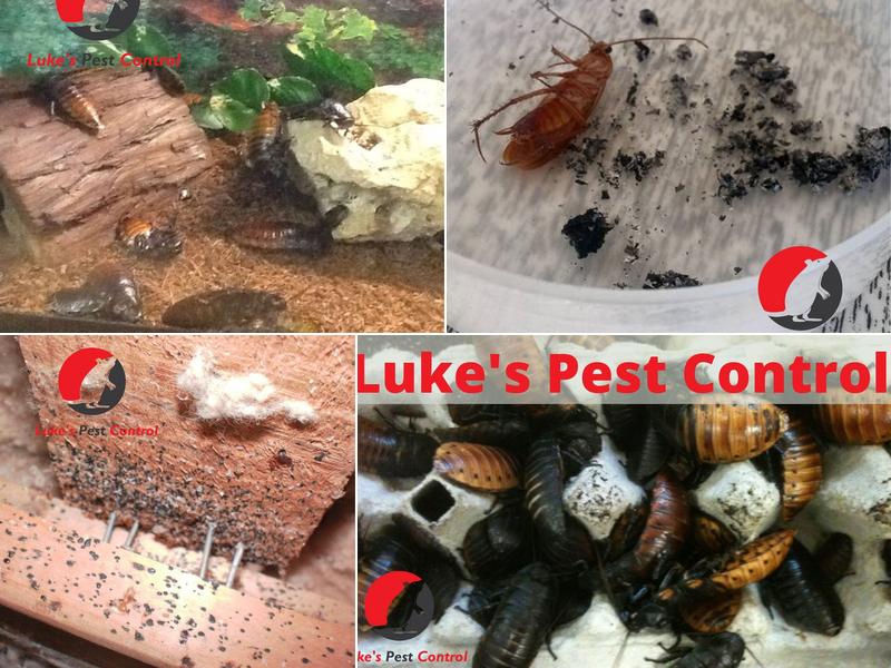 Luke's Pest Control