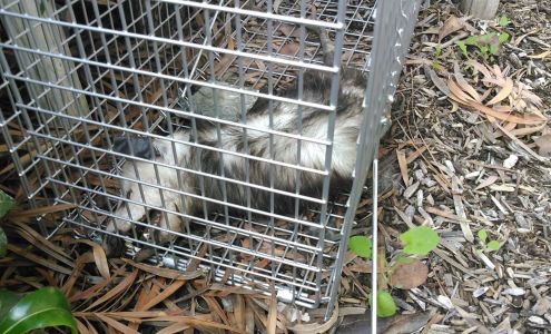 IPM Tech Pest Management