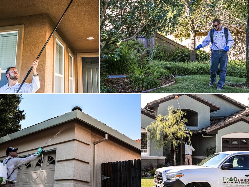 EcoGuard Pest Management